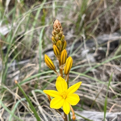 Bulbine bulbosa (Golden Lily, Bulbine Lily) at Bonython, ACT - 29 Oct 2025 by GG