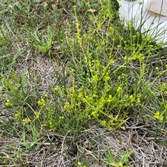 Ranunculus sessiliflorus var. sessiliflorus (Small-flowered Buttercup) at Bonython, ACT - 29 Oct 2025 by GG
