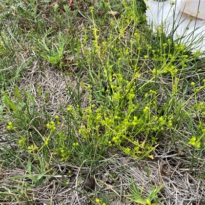 Ranunculus sessiliflorus var. sessiliflorus (Small-flowered Buttercup) at Bonython, ACT - 29 Oct 2025 by GG