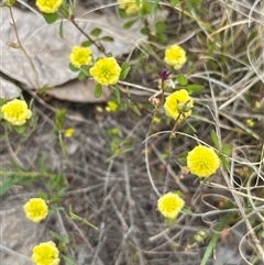 Trifolium campestre (Hop Clover) at Bonython, ACT - 29 Oct 2025 by GG