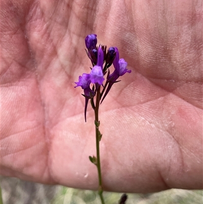 Linaria pelisseriana (Pelisser's Toadflax) at Bonython, ACT - 29 Oct 2025 by GG