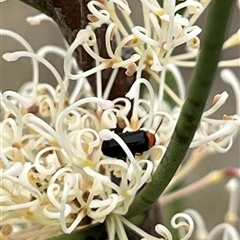 Cantharidae (family) (Soldier beetle) at Bonython, ACT - 29 Oct 2025 by GG