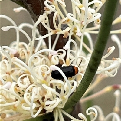 Cantharidae (family) (Soldier beetle) at Bonython, ACT - 29 Oct 2025 by GG