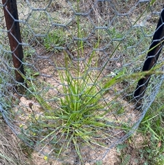 Lolium arundinaceum (Tall Fescue) at Bonython, ACT - 29 Oct 2025 by GG