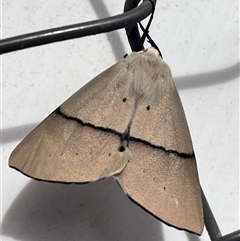 Gastrophora henricaria (Fallen-bark Looper, Beautiful Leaf Moth) at Acton, ACT - 29 Oct 2025 by YellowButton