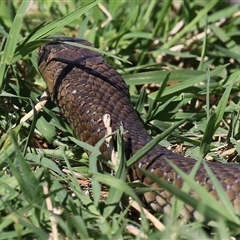 Pseudonaja textilis (Eastern Brown Snake) at Fyshwick, ACT - 24 Oct 2025 by RodDeb