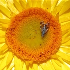 Austrotephritis poenia (Australian Fruit Fly) at Acton, ACT - 28 Oct 2025 by TimL