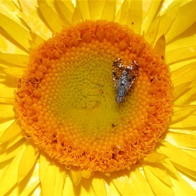 Austrotephritis poenia (Australian Fruit Fly) at Acton, ACT - 28 Oct 2025 by TimL