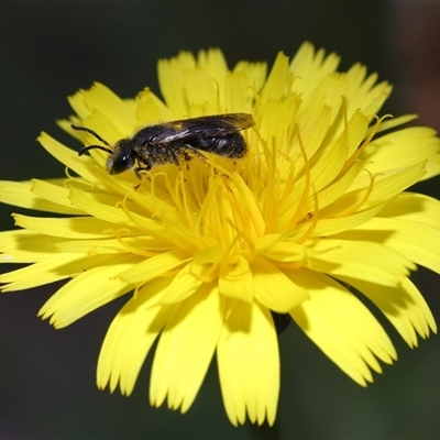 Lasioglossum (Chilalictus) lanarium (Halictid bee) at Yarralumla, ACT - 29 Oct 2025 by TimL