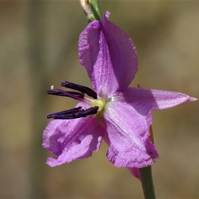 Arthropodium fimbriatum (Nodding Chocolate Lily) at Belconnen, ACT - 23 Oct 2025 by TimL