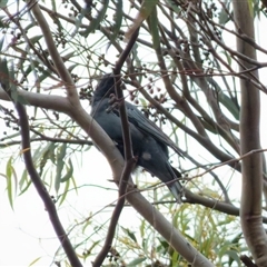 Edolisoma tenuirostre at Denman Prospect, ACT - 29 Oct 2025 by TracyO