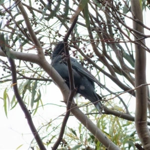 Edolisoma tenuirostre at Denman Prospect, ACT - Yesterday by TracyO