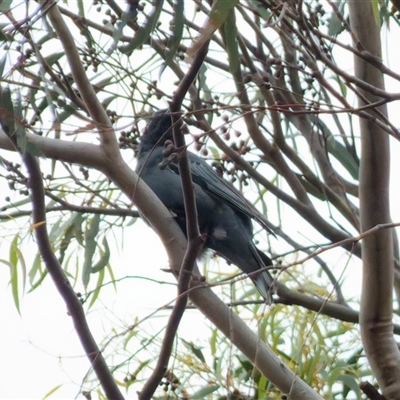 Edolisoma tenuirostre at Denman Prospect, ACT - 29 Oct 2025 by TracyO