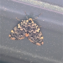 Halone coryphoea (Eastern Halone moth) at Holder, ACT - 29 Oct 2025 by Miranda