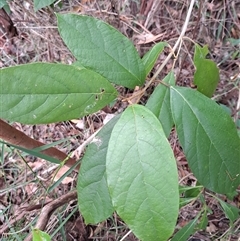 Gmelina leichhardtii at Pappinbarra, NSW - 25 Oct 2025 by AngFrost