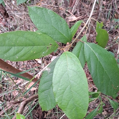 Gmelina leichhardtii at Pappinbarra, NSW - 25 Oct 2025 by AngFrost