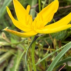 Hypoxis hygrometrica var. villosisepala (Golden Weather-grass) at Hall, ACT - 29 Oct 2025 by villosisepaladude
