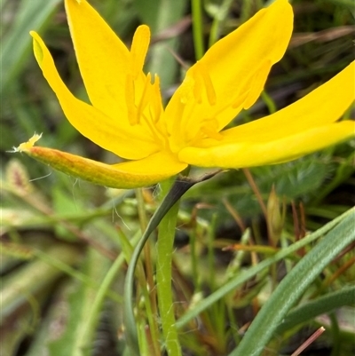 Hypoxis hygrometrica var. villosisepala (Golden Weather-grass) at Hall, ACT - 29 Oct 2025 by villosisepaladude