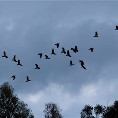 Callocephalon fimbriatum by LisaH