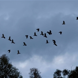 Callocephalon fimbriatum by LisaH