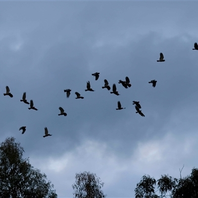 Callocephalon fimbriatum at  - suppressed by LisaH