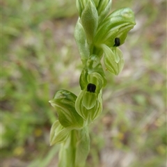 Hymenochilus bicolor (ACT) = Pterostylis bicolor (NSW) (Black-tip Greenhood) at Bonner, ACT - 29 Oct 2025 by Dibble