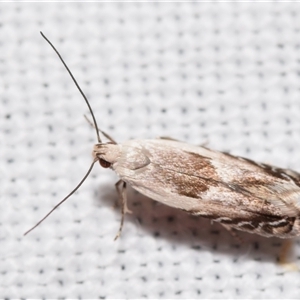 Unverified Concealer moth (Oecophoridae) at Jerrabomberra, NSW - 23 Oct 2025 by DianneClarke