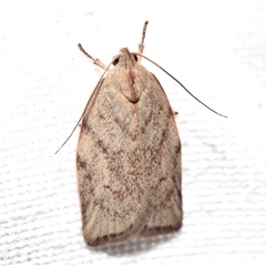 Euchaetis incarnatella (A Concealer moth (Wingia group) at Jerrabomberra, NSW - 23 Oct 2025 by DianneClarke