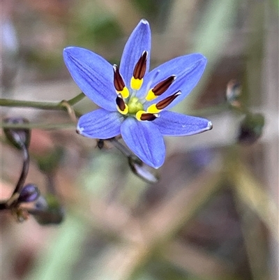 Dianella revoluta (Black-Anther Flax Lily) at Deakin, ACT - 28 Oct 2025 by LisaH