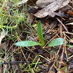 Pterostylis sp. by LisaH