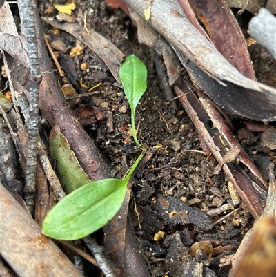 Chiloglottis sp. (A Bird/Wasp Orchid) at Mongarlowe, NSW - 28 Oct 2025 by LisaH