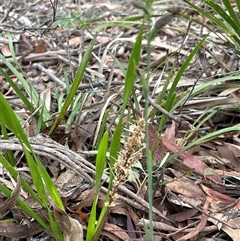Calochilus sp. (A Beard Orchid) by LisaH