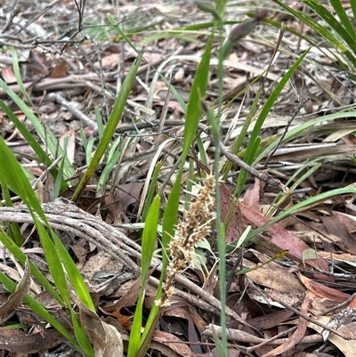 Calochilus sp. (A Beard Orchid) at  - suppressed by LisaH