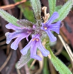Ajuga australis (Austral Bugle) at Mongarlowe, NSW - 28 Oct 2025 by LisaH