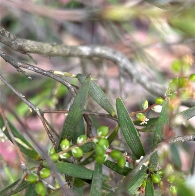 Unverified Other Shrub at  - suppressed by LisaH