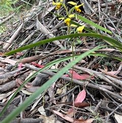 Diuris sulphurea (Tiger Orchid) at Mongarlowe, NSW - 28 Oct 2025 by LisaH