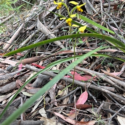 Diuris sulphurea (Tiger Orchid) at Mongarlowe, NSW - 28 Oct 2025 by LisaH