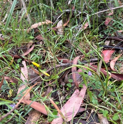 Diuris sulphurea (Tiger Orchid) at Mongarlowe, NSW - 28 Oct 2025 by LisaH