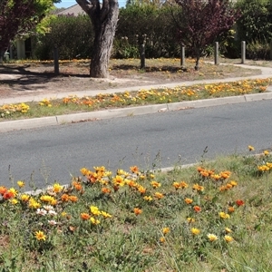 Gazania sp. (A Gazania) at Gordon, ACT - 11 Oct 2025 by MichaelBedingfield