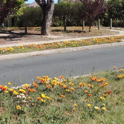 Gazania sp. (A Gazania) at Gordon, ACT - 11 Oct 2025 by MichaelBedingfield
