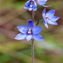 Thelymitra media (Tall Sun Orchid) by LisaH