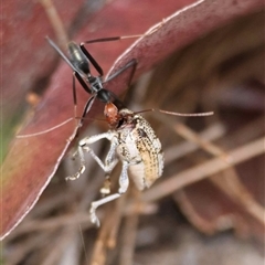 Leptomyrmex erythrocephalus (Spider ant) by LisaH