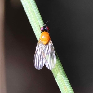 Unverified True fly (Diptera) by LisaH