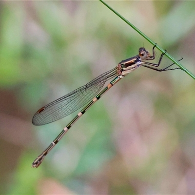Unverified Dragonfly or Damselfly (Odonata) at  - suppressed by LisaH