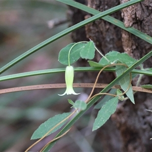 Clematis aristata by LisaH