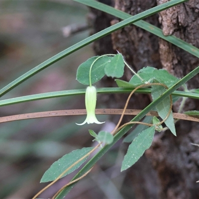 Clematis aristata at  - suppressed by LisaH