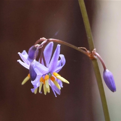 Dianella revoluta var. revoluta at  - suppressed by LisaH