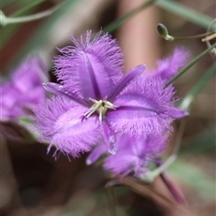 Unverified Other Wildflower or Herb by LisaH