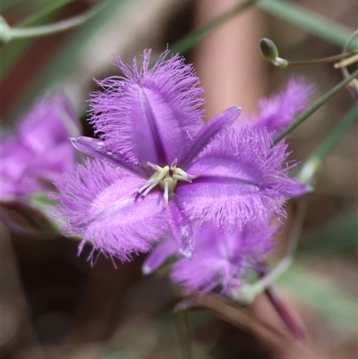 Unverified Other Wildflower or Herb at  - suppressed by LisaH