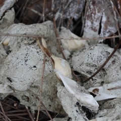 Unverified Possum or Glider by LisaH